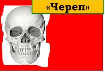 Череп и лицевые кости