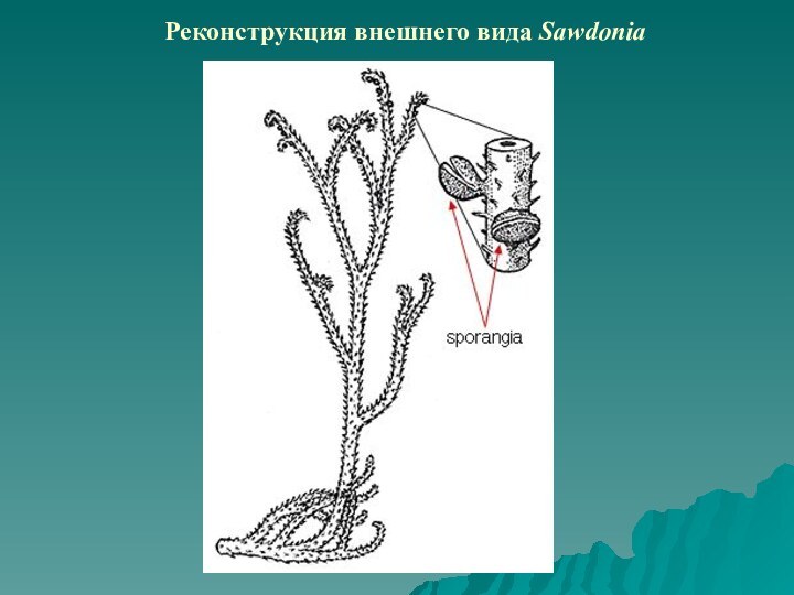 Реконструкция внешнего вида Sawdonia