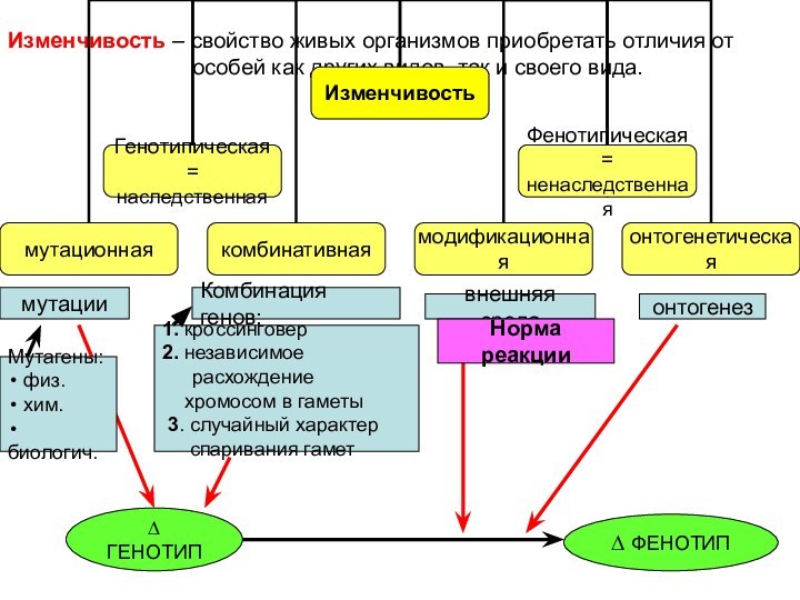 Изменчивость – свойство живых организмов приобретать отличия от