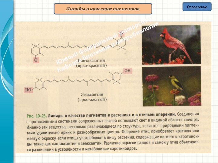 ОглавлениеЛипиды в качестве пигментовЮжный федеральный университетКафедра биохимии и микробиологии