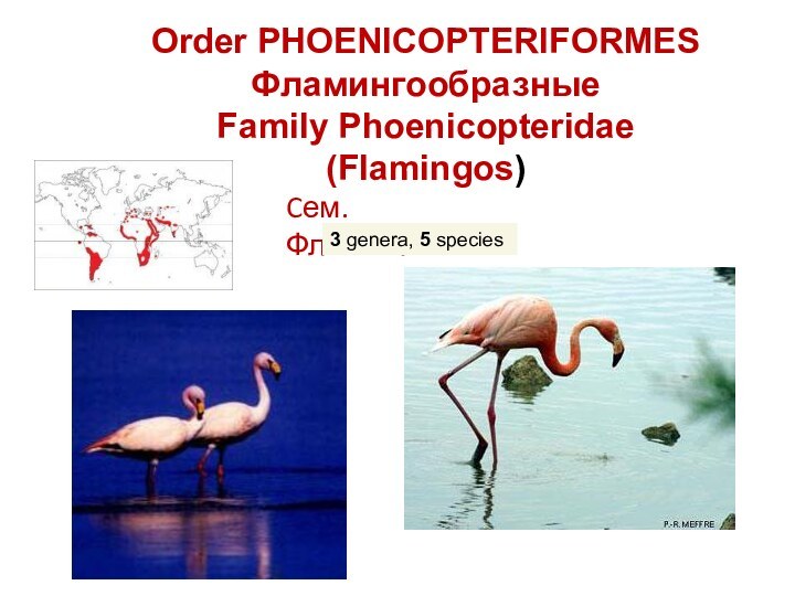    Order PHOENICOPTERIFORMES Фламингообразные Family Phoenicopteridae (Flamingos)Cем. Фламинговые3 genera, 5 species