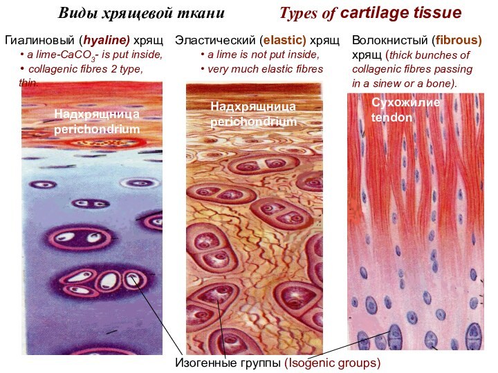 Виды хрящевой ткани