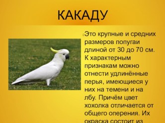 какаду