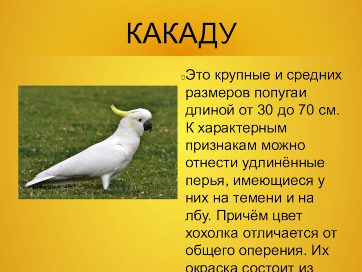 КАКАДУЭто крупные и средних размеров попугаи длиной от 30 до 70 см.