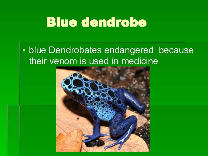 Blue dendrobeblue Dendrobates endangered because their venom is used in medicine