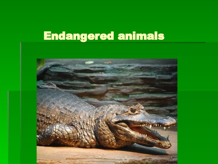 Endangered animals