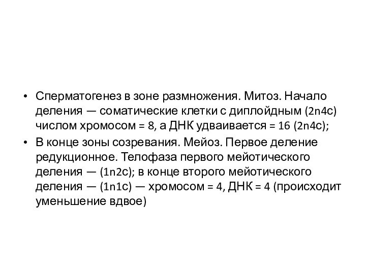 Сперматогенез в зоне размно­жения. Митоз. Начало деления — соматические клетки с диплойдным