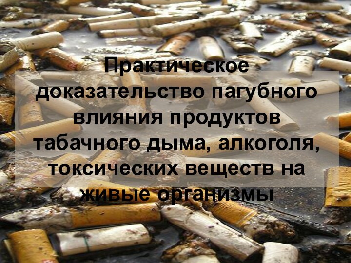 Практическое доказательство пагубного влияния продуктов табачного дыма, алкоголя, токсических веществ на живые организмы