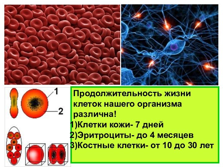 Продолжительность жизни клеток нашего организма различна!Клетки кожи- 7 днейЭритроциты- до 4 месяцевКостные