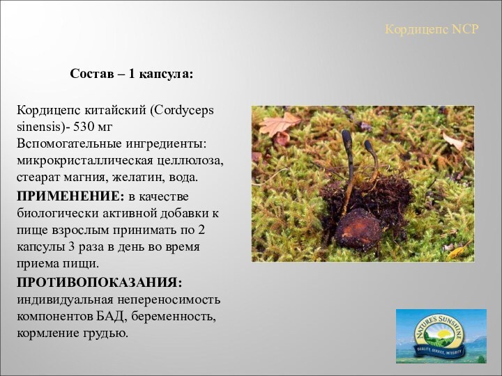 Кордицепс NCPСостав – 1 капсула: Кордицепс китайский (Cordyceps sinensis)- 530 мг