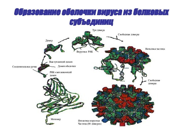 Образование оболочки вируса из белковых субъединицМономерРНК-свяхзывающийдоменСоединительная ручкаДомен оболочкиВыступающий доменДимерВирусная РНКТри димераСвободные димерыНеполная частицаСвободныедимерыИнтактная вируснаяЧастица (90 димеров)