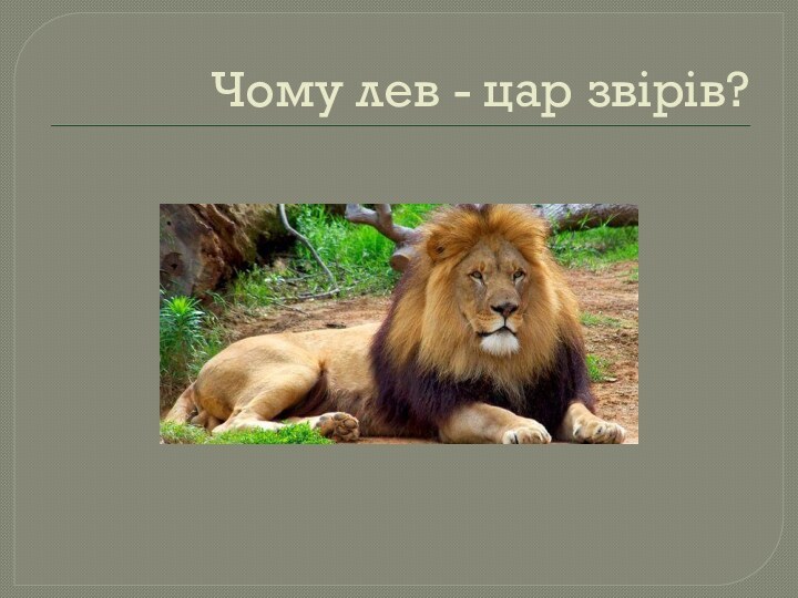 Чому лев - цар звірів?