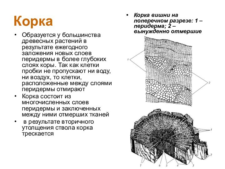 КоркаОбразуется у большинства древесных растений в результате ежегодного заложения новых слоев перидермы