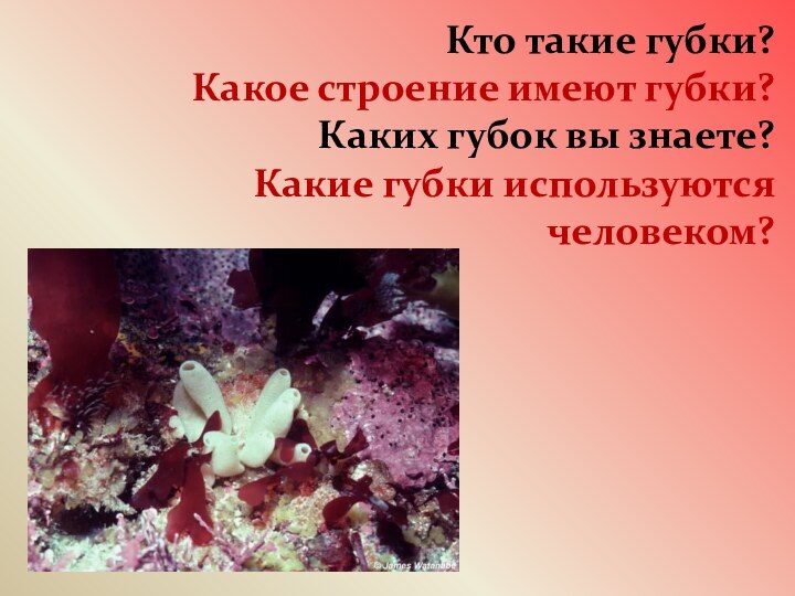 Кто такие губки? Какое строение имеют губки? Каких губок вы знаете? Какие губки используются человеком?