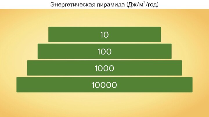 Энергетическая пирамида (Дж/м2/год)10000100010010