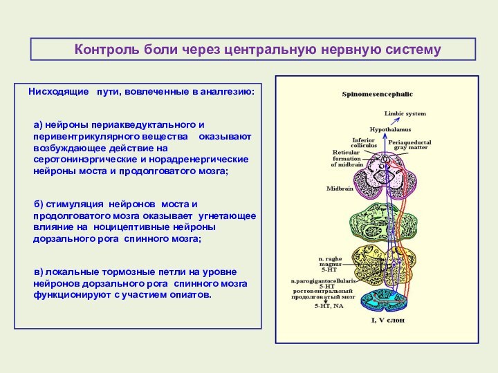 Нисходящие  пути, вовлеченные в аналгезию: а) нейроны периакведуктального и перивентрикулярного вещества