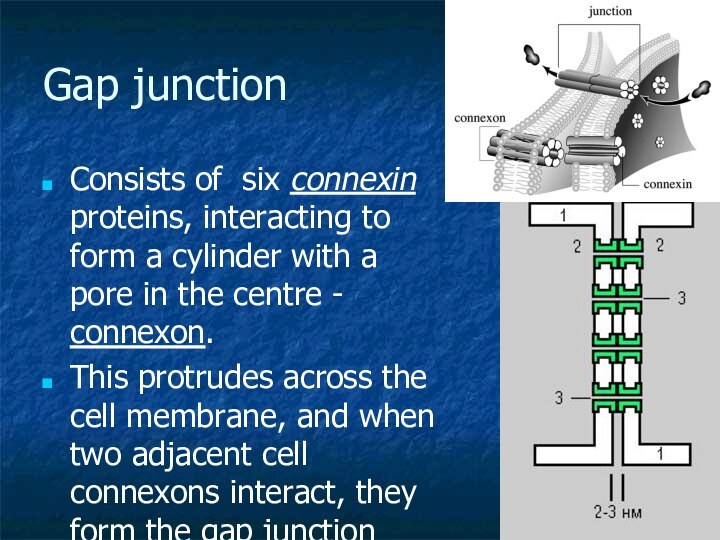 Gap junctionConsists of six connexin proteins, interacting to form a cylinder with