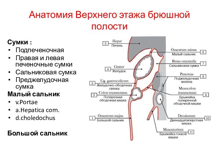 Граница верхнего этажа брюшины