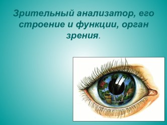 Зрительный анализатор, его строение и функции, орган зрения