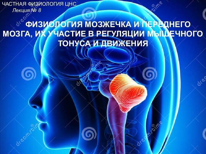 ЧАСТНАЯ ФИЗИОЛОГИЯ ЦНС 		Лекция № 8		ФИЗИОЛОГИЯ МОЗЖЕЧКА И ПЕРЕДНЕГО МОЗГА, ИХ УЧАСТИЕ