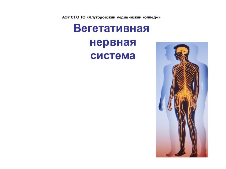 АОУ СПО ТО «Ялуторовский медицинский колледж»  Вегетативная  нервная  система