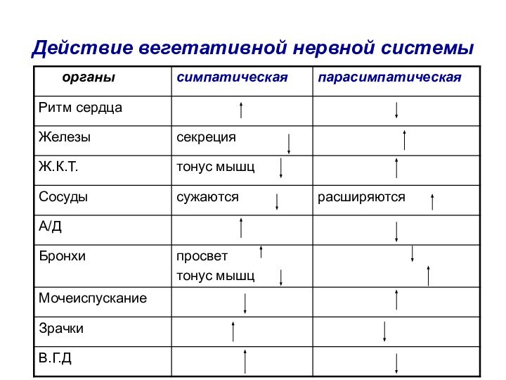 Действие вегетативной нервной системы