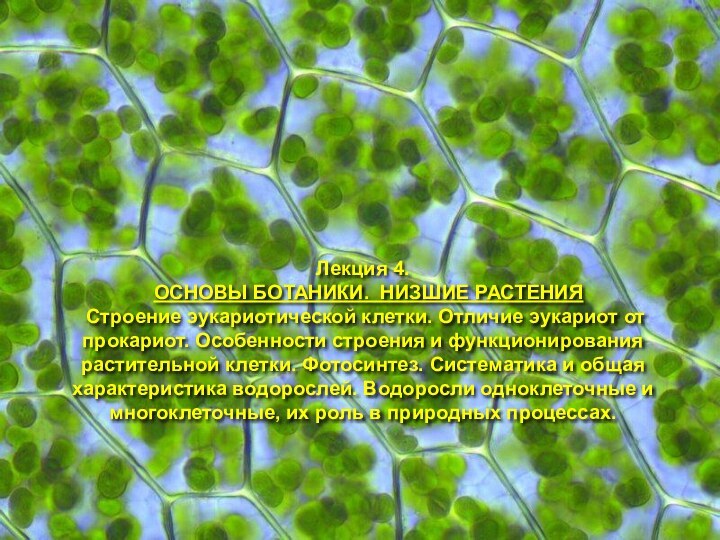 Лекция 4.   ОСНОВЫ БОТАНИКИ. НИЗШИЕ РАСТЕНИЯ Строение эукариотической клетки. Отличие