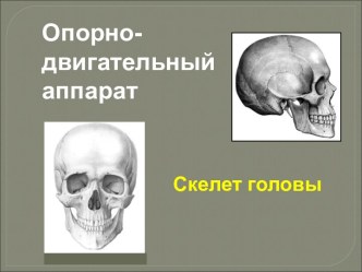 Опорнодвигательный аппарат. Скелет головы. Краниология