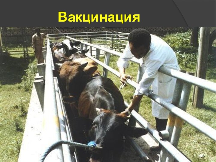 Вакцинация