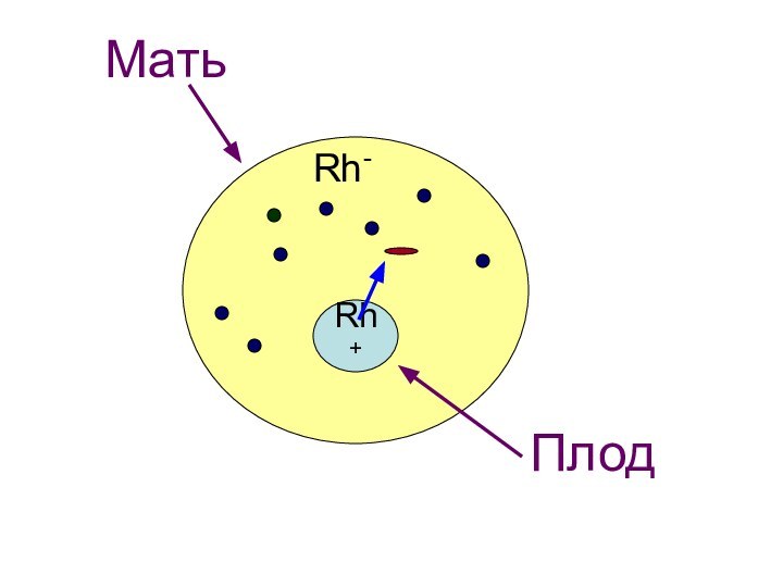 Rh-Rh+МатьПлод