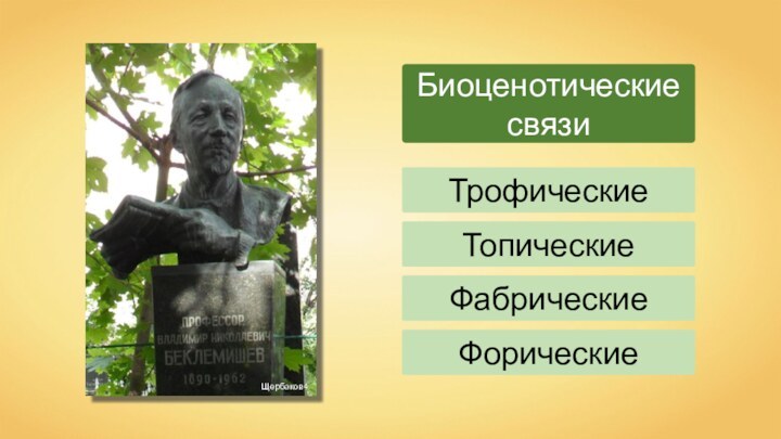 Биоценотические связиТрофическиеТопическиеФабрическиеФорические