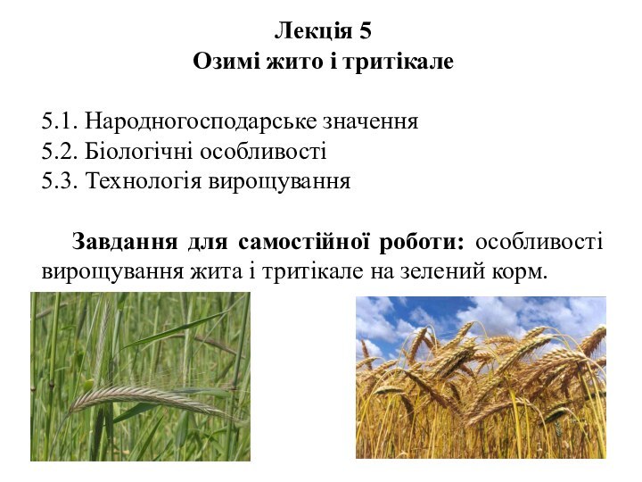 Лекція 5Озимі жито і тритікале5.1. Народногосподарське значення 5.2. Біологічні особливості 5.3. Технологія