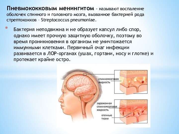 Бактерия неподвижна и не образует капсул либо спор, однако имеет прочную защитную