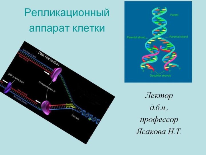 Молекулярно-генетический уровень организации жизниРепликационный аппарат клетки