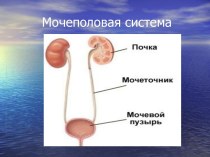 Мочеполовая система