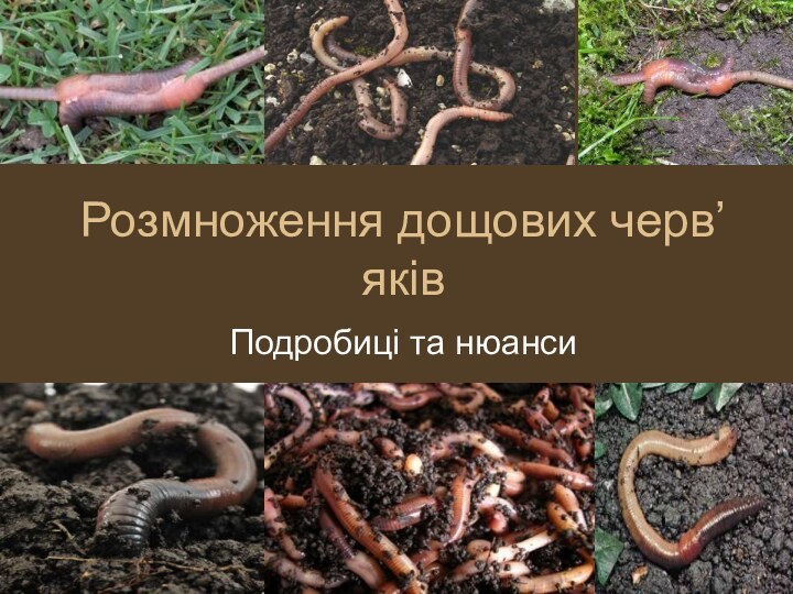 Розмноження дощових черв’яківПодробиці та нюанси
