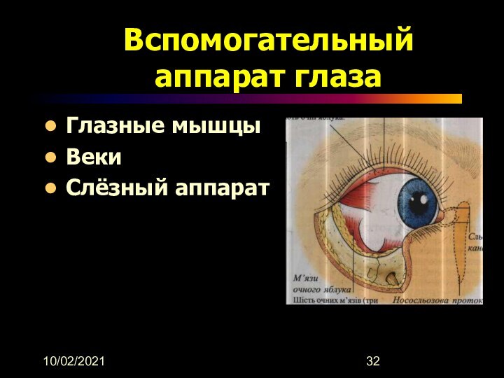 10/02/2021Вспомогательный аппарат глазаГлазные мышцыВекиСлёзный аппарат