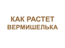 Как растет вермишелька