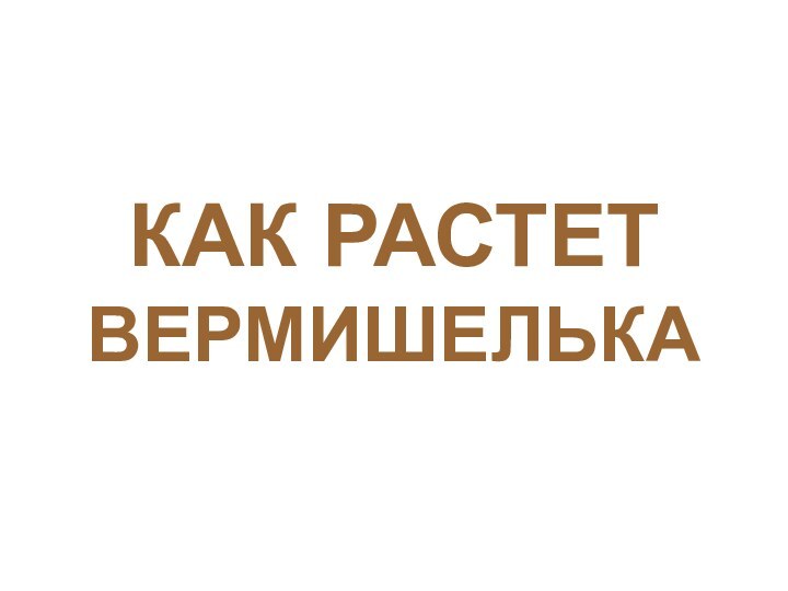 КАК РАСТЕТ  ВЕРМИШЕЛЬКА