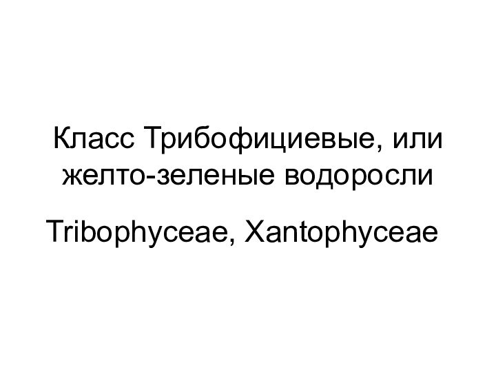 Класс Трибофициевые, или желто-зеленые водорослиTribophyceae, Xantophyceae