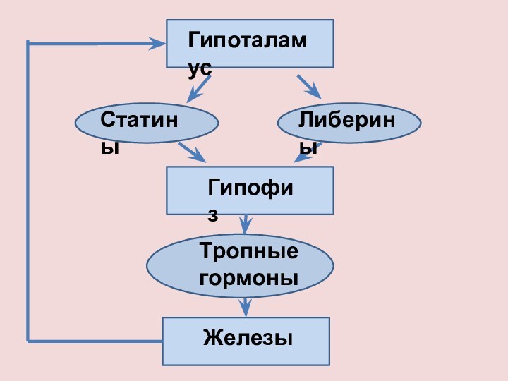 ГипоталамусСтатиныЛибериныГипофизТропные гормоныЖелезы