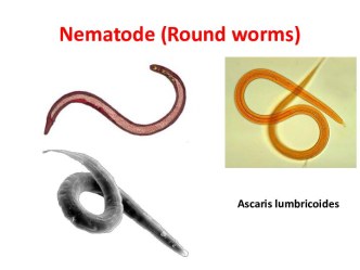 Topic: Nematode (Round worms)