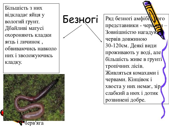 БезногіЧерв'ягаРяд безногі амфібії, його представники - черв'яги – Зовнішністю нагадують червів довжиною