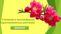 Строение и многообразие покрытосеменных растений