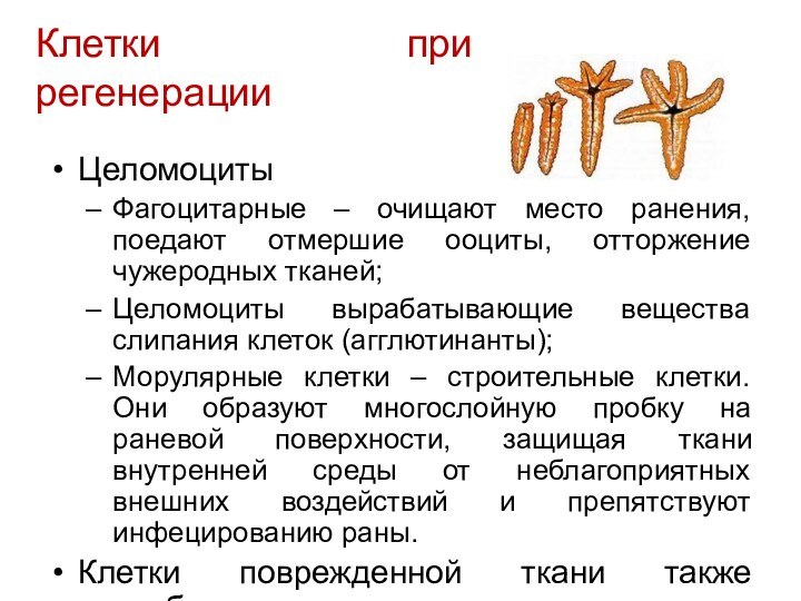 Клетки при регенерацииЦеломоцитыФагоцитарные – очищают место ранения, поедают отмершие ооциты, отторжение чужеродных