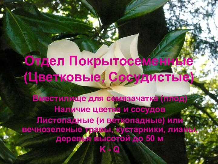 Отдел Покрытосеменные  (Цветковые, Сосудистые)Вместилище для семязачатка (плод)Наличие цветка и сосудовЛистопадные (и