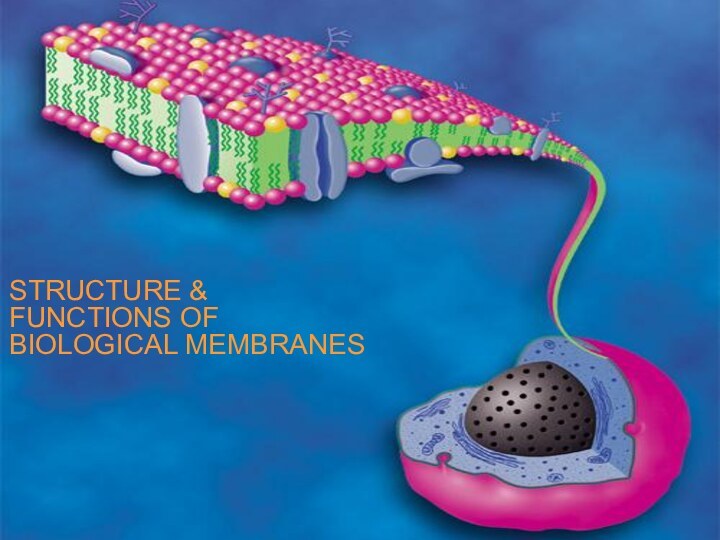 STRUCTURE &FUNCTIONS OFBIOLOGICAL MEMBRANES