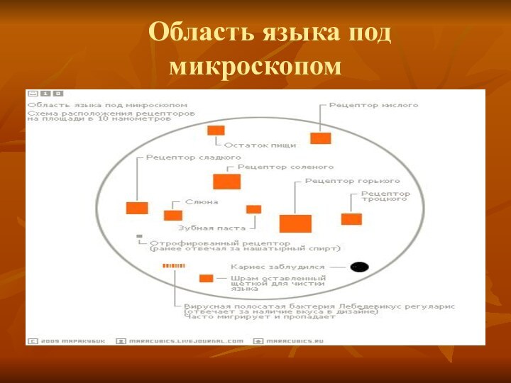 Область языка под микроскопом