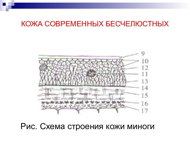 КОЖА СОВРЕМЕННЫХ БЕСЧЕЛЮСТНЫХРис. Схема строения кожи миноги