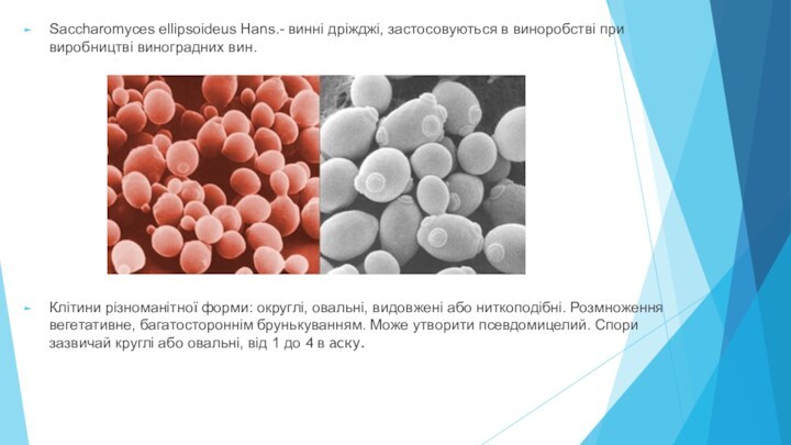 Saccharomyces ellipsoideus Hans.- винні дріжджі, застосовуються в виноробстві при виробництві виноградних вин.Клітини